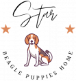 Star Beagle  Puppies Store